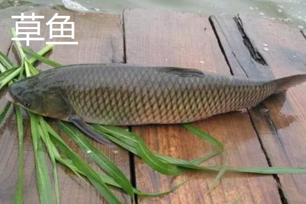 青鱼和草鱼哪个刺少，青鱼的鱼刺更少