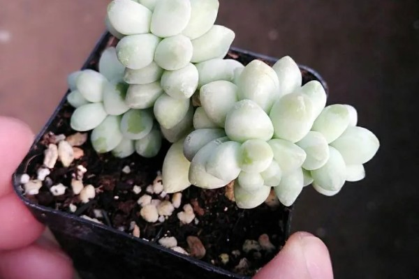 怎么养白美人多肉，喜欢在阳光充足的条件中生长