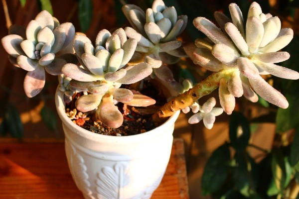 怎么养白美人多肉，喜欢在阳光充足的条件中生长