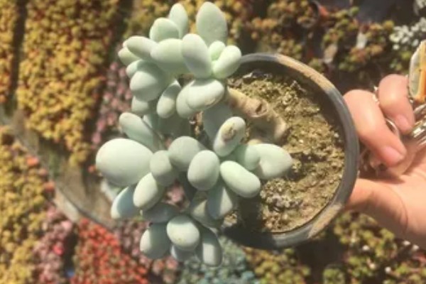 怎么养白美人多肉，喜欢在阳光充足的条件中生长