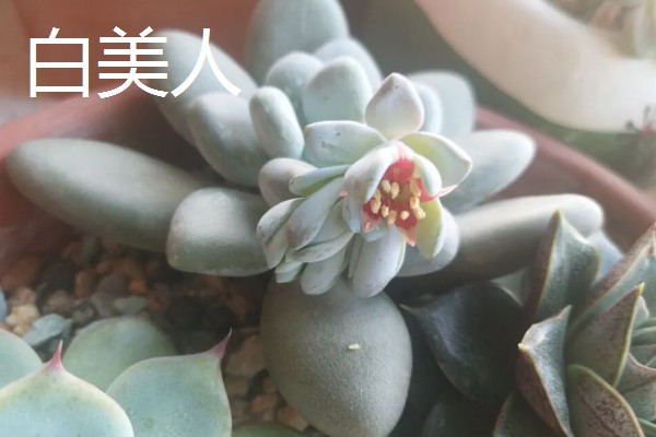 怎么养白美人多肉，喜欢在阳光充足的条件中生长