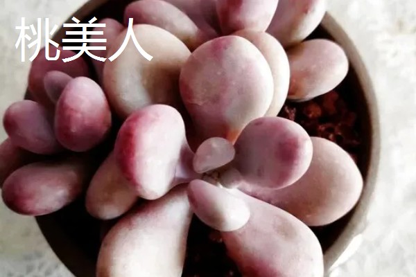 怎么养白美人多肉，喜欢在阳光充足的条件中生长