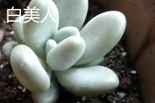 怎么养白美人多肉，喜欢在阳光充足的条件中生长