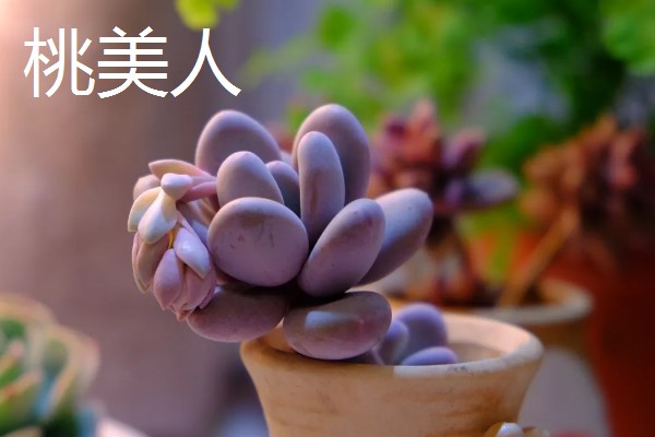 怎么养白美人多肉，喜欢在阳光充足的条件中生长