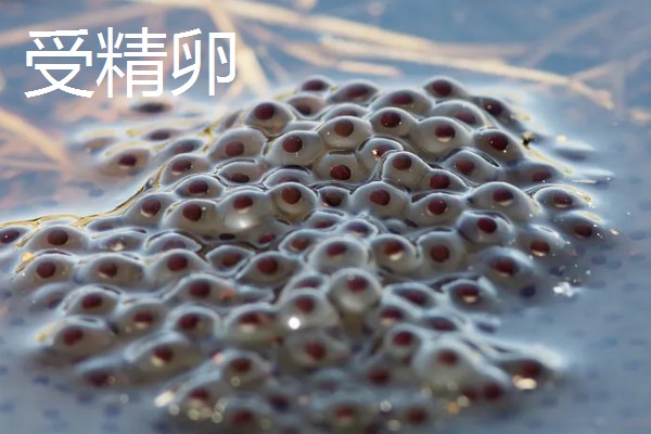 青蛙的生长过程介绍,会经过受精卵到成蛙四个阶段