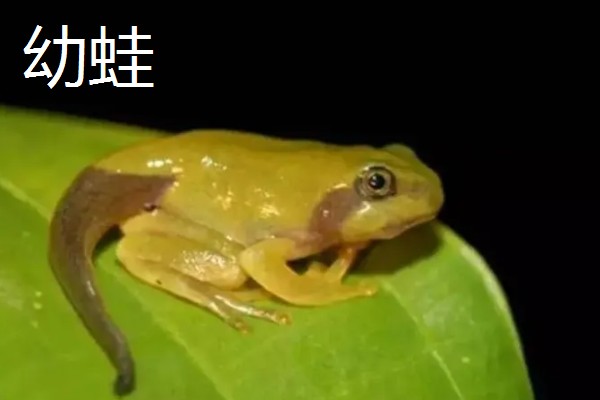 青蛙的生长过程介绍,会经过受精卵到成蛙四个阶段