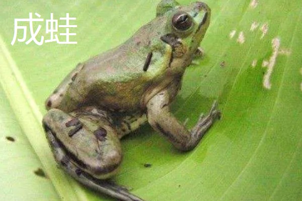 青蛙的生长过程介绍,会经过受精卵到成蛙四个阶段