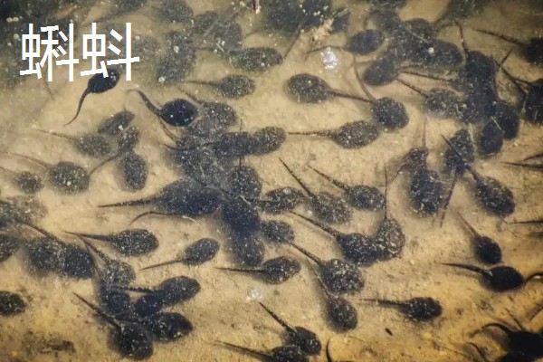 青蛙的生长过程介绍,会经过受精卵到成蛙四个阶段