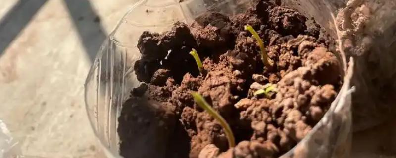 桂圆种子的播种方法，浸泡种子等它自然裂开再播种