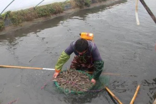 基围虾是不是淡水虾,属于淡水育种、海水围基养殖的海虾