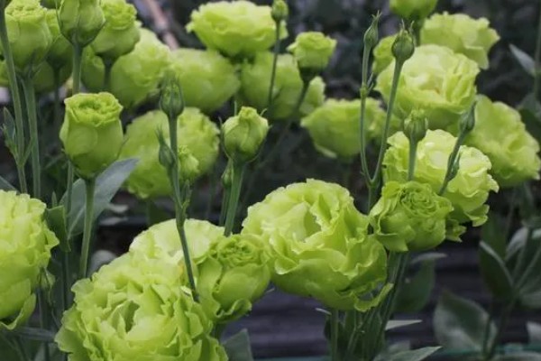 绿色桔梗花有什么花语，代表坚强坚持、自信高雅、朴实的心