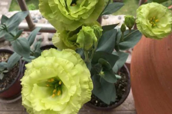 绿色桔梗花有什么花语，代表坚强坚持、自信高雅、朴实的心