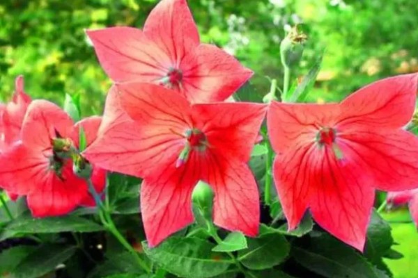 绿色桔梗花有什么花语，代表坚强坚持、自信高雅、朴实的心