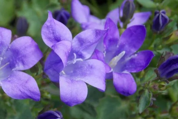 绿色桔梗花有什么花语，代表坚强坚持、自信高雅、朴实的心