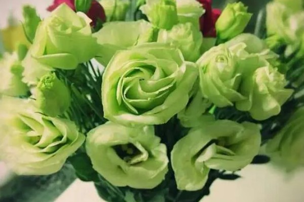 绿色桔梗花有什么花语，代表坚强坚持、自信高雅、朴实的心