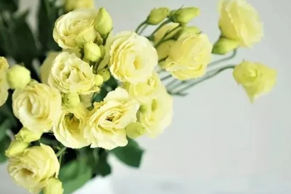 绿色桔梗花有什么花语，代表坚强坚持、自信高雅、朴实的心