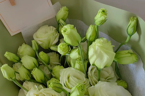 绿色桔梗花有什么花语，代表坚强坚持、自信高雅、朴实的心