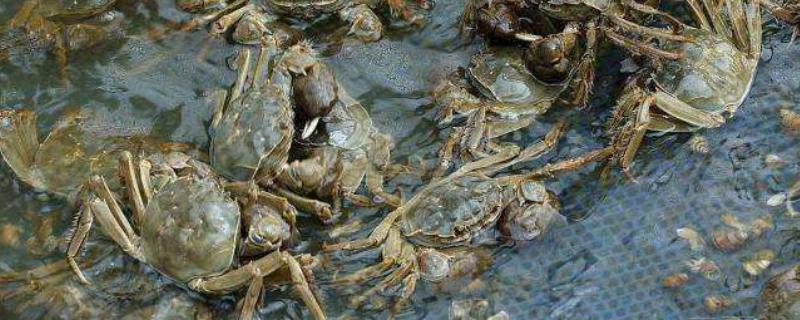 怎么提高螃蟹的产量,投喂动物类蛋白质饵料可为它们补充营养