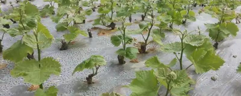 怎么防治大棚蔬菜沤根，苗床不明显干旱时应少浇或不浇水