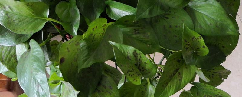 绿萝叶子发黑腐烂的原因，强光照射、温度过低等因素都会引起