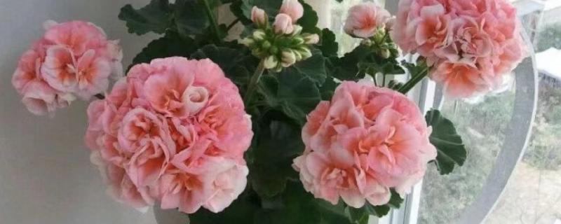 洋绣球花可以在室内养吗，可以养在室内，但是需避免小孩触碰