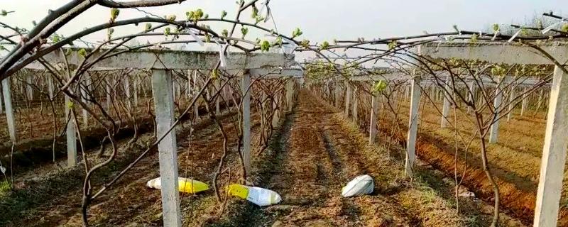 猕猴桃怎么施肥，出芽期主施氮肥和钾肥