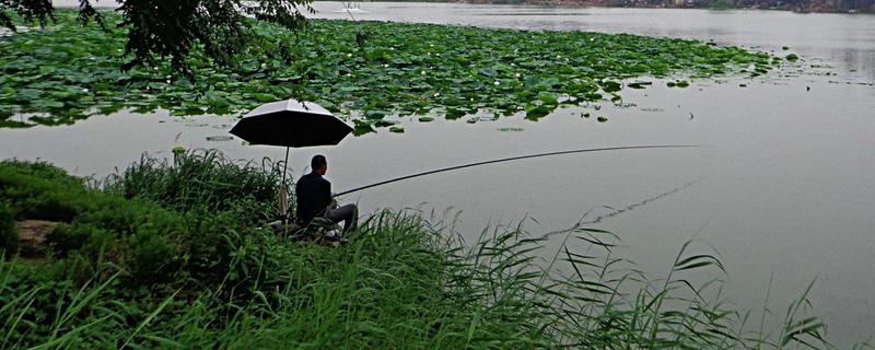 初夏怎么钓鱼，提前打窝钓浅水区