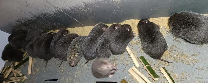 竹鼠分窝养殖的优点，能避免母鼠伤害子鼠