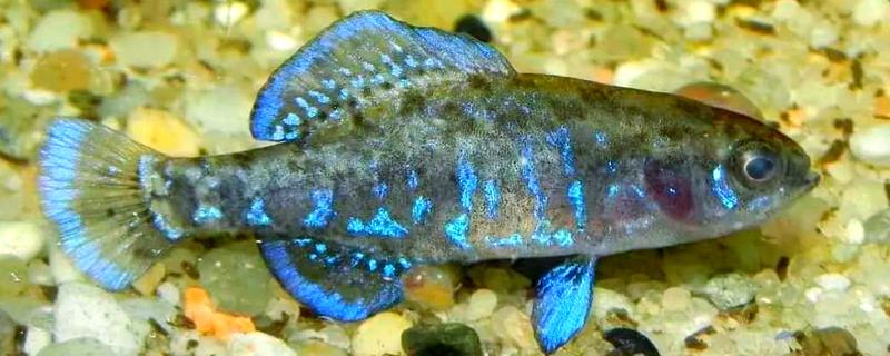 太阳鱼有毒吗，属于无毒的淡水鱼