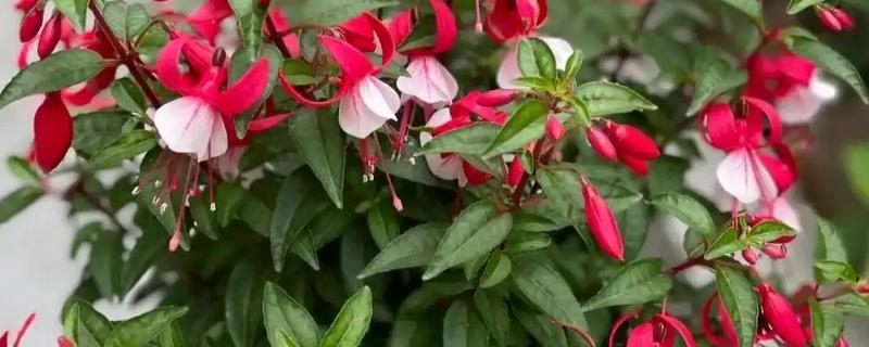 喜荫花的养殖方法，生长期间要放在通风、有散光的地方