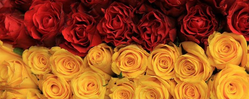 黄玫瑰和红玫瑰一起的寓意，代表希望你永远快乐