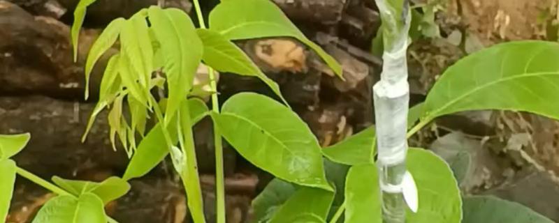 核桃树怎么嫁接，以劈接、方块嫁接为主