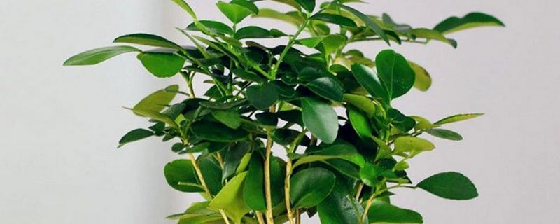 七里香怎么养殖，夏季每隔2-3天浇一次水