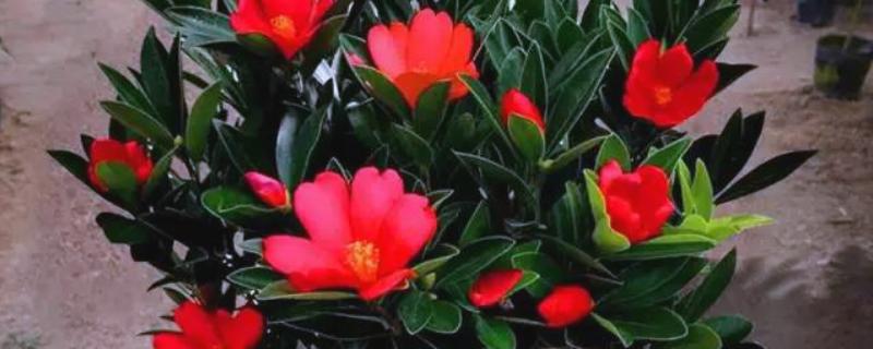 怎么让杜鹃红山茶多开花，一定要保证充足的光照