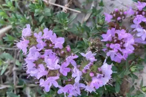 什么是百里香，是西餐里使用率很高的一款香草