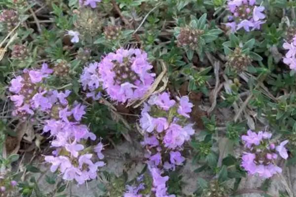 什么是百里香，是西餐里使用率很高的一款香草