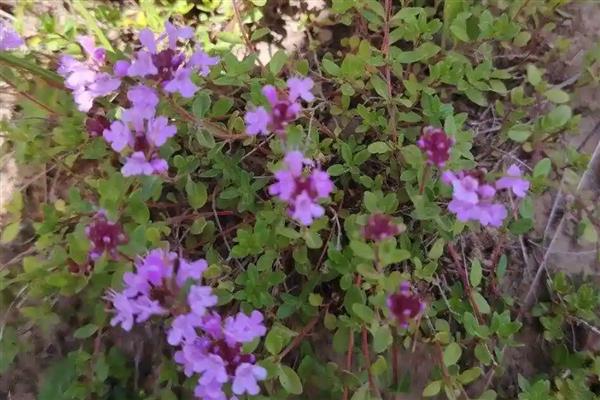 什么是百里香，是西餐里使用率很高的一款香草