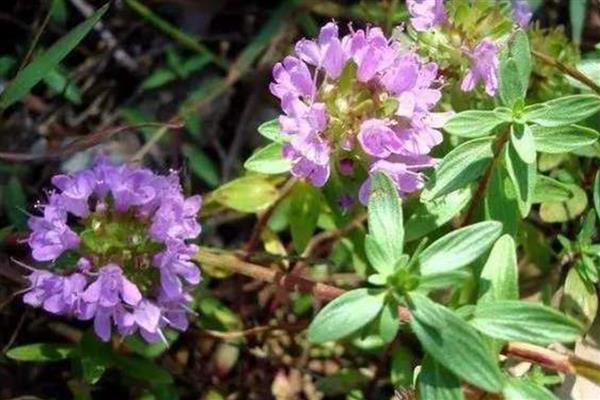 什么是百里香，是西餐里使用率很高的一款香草