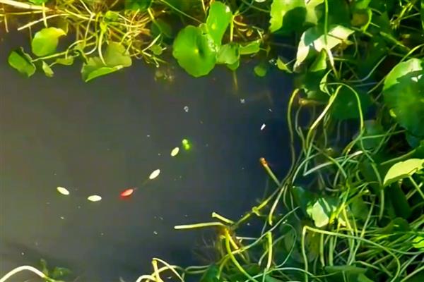 七星漂哪种颜色最清晰,通常是红色、绿色或黄色