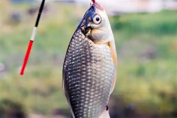 秋田狐鱼钩的优缺点,是专为钓小鱼设计的钩型