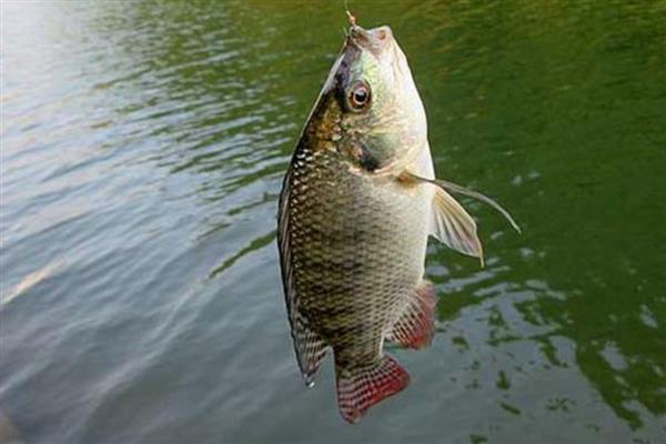 秋田狐鱼钩的优缺点,是专为钓小鱼设计的钩型