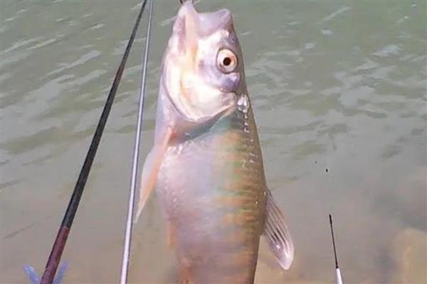 秋田狐鱼钩的优缺点,是专为钓小鱼设计的钩型