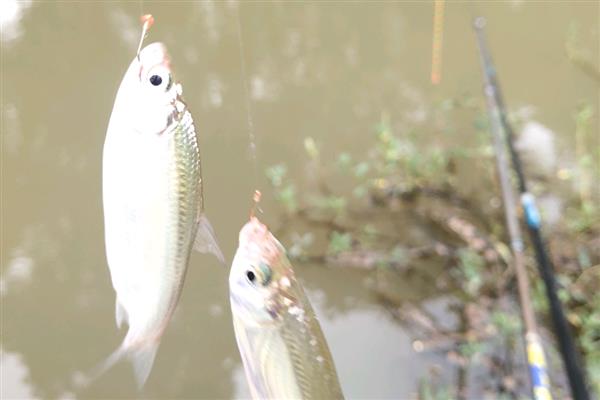 秋田狐鱼钩的优缺点,是专为钓小鱼设计的钩型