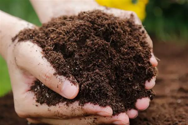 绣球花老桩的养殖方法，用生根溶液浸泡1天后再栽种