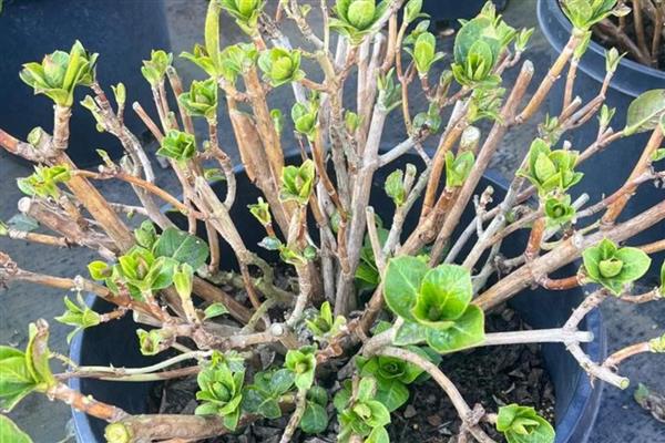 绣球花老桩的养殖方法，用生根溶液浸泡1天后再栽种