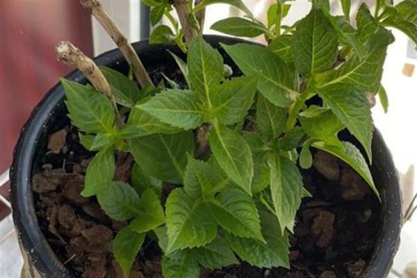 绣球花老桩的养殖方法，用生根溶液浸泡1天后再栽种