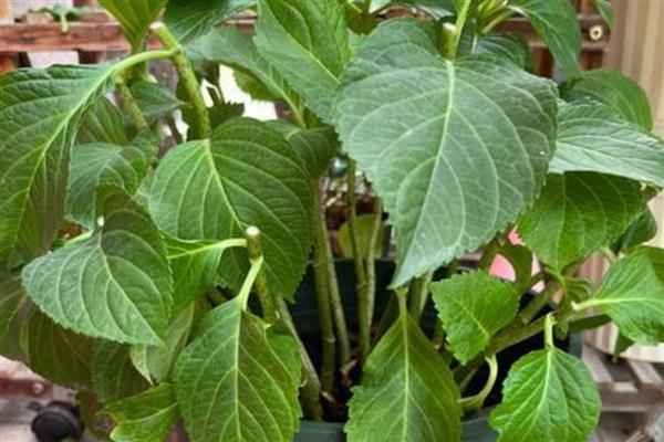 绣球花老桩的养殖方法，用生根溶液浸泡1天后再栽种