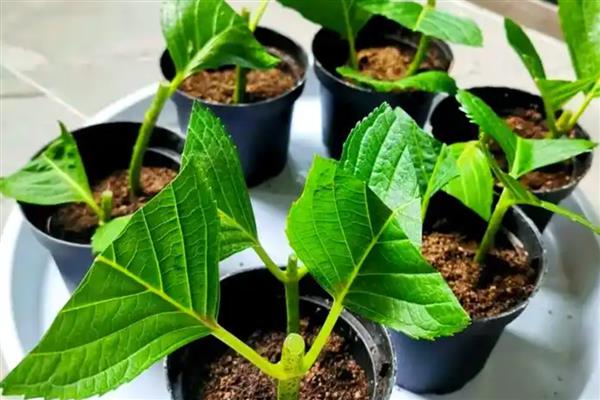 绣球花老桩的养殖方法，用生根溶液浸泡1天后再栽种