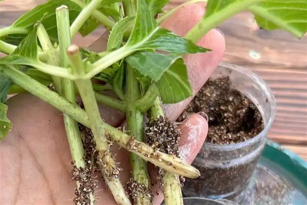 绣球花老桩的养殖方法，用生根溶液浸泡1天后再栽种