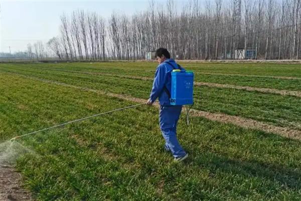 小麦的除草时间，2月下旬至3月中旬除草为佳